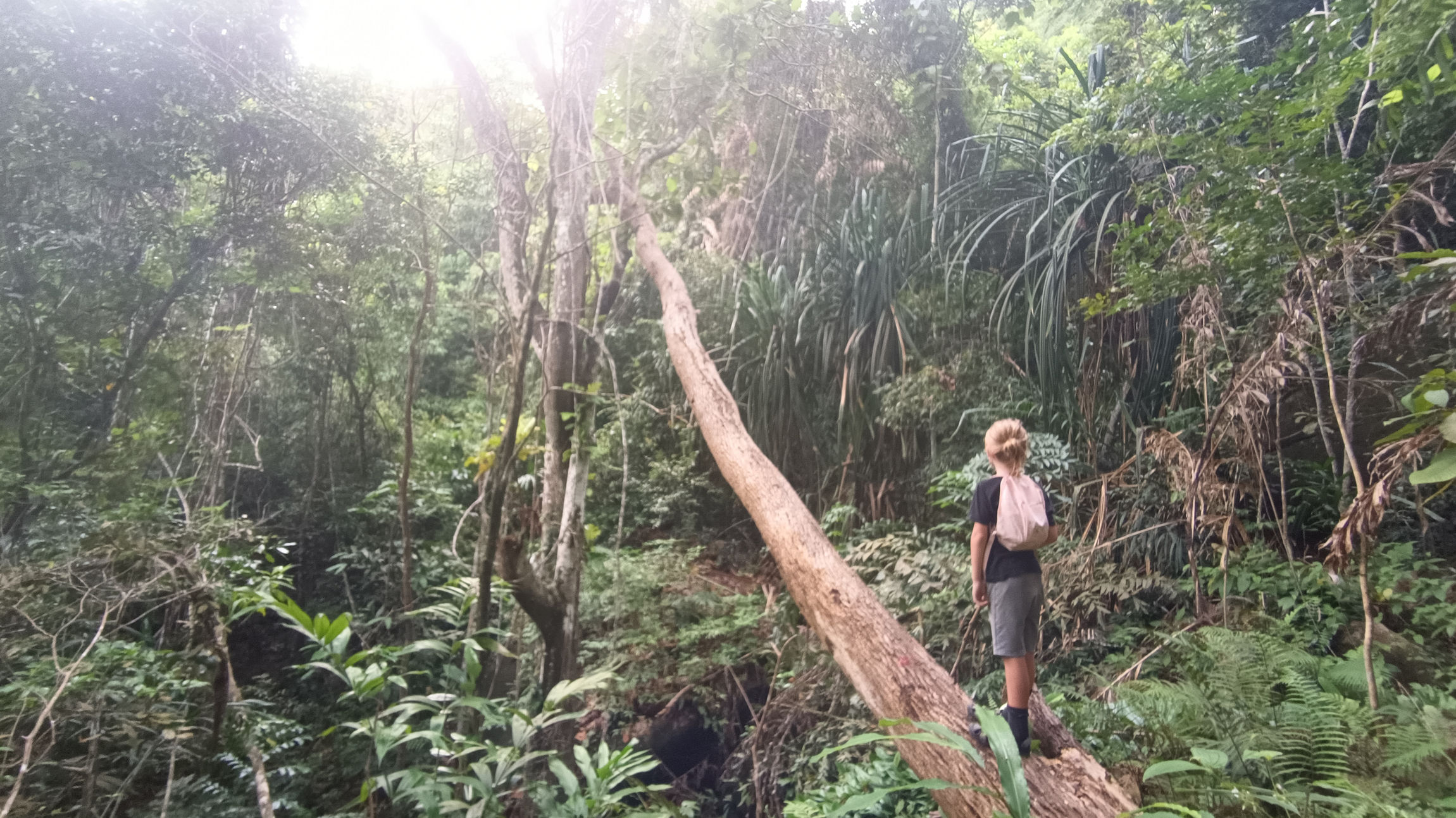 Hovory z džungle 🌿